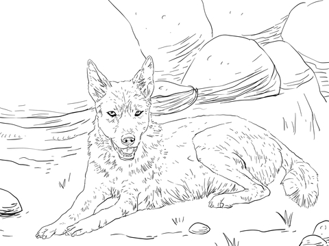 Dingo Lying On The Ground Coloring Page